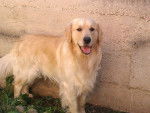 Dj - Golden Retriever Mâle (4 ans)