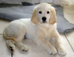 Cooper - Golden Retriever Mâle (4 mois)