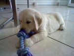 ivoir - Golden Retriever Mâle (1 mois)