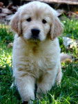 milou - Golden Retriever Mâle (5 mois)