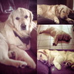 Christ - Golden Retriever Mâle (3 ans)