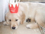 Birdie - Golden Retriever (5 mois)