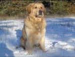 Jayson - Golden Retriever Mâle (5 ans)