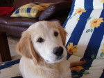 Teddy - Golden Retriever Mâle (1 mois)