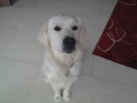 Sunny - Golden Retriever (1 an)