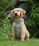 bolt - Golden Retriever Mâle (2 mois)