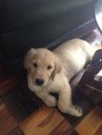 cosesa - Golden Retriever (4 mois)