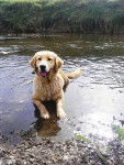 Dana - Golden Retriever (1 an)