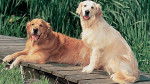 Mia und Pictu - Golden Retriever (6 ans)