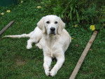 Ma belle Duchesse ^^ - Golden Retriever (2 ans)