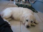 Duchesse quand elle es arrivée chez nous =) - Golden Retriever (3 mois)