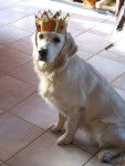 Jtm ma Duch =D - Golden Retriever (2 ans)