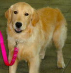 Hope - Golden Retriever (3 ans)