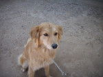 Maximilana - Golden Retriever (2 ans)