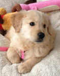 chika - Golden Retriever (9 mois)
