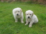killua et ganie - Golden Retriever (3 mois)