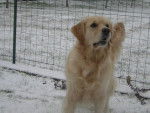 April - Golden Retriever (3 mois)