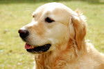 Galida - Golden Retriever (2 ans)