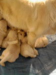Ma chienne avec ses frères et soeurs - Golden Retriever (1 mois)