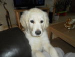 Elena - Golden Retriever (10 mois)