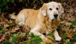 Sol - Golden Retriever (14 ans)