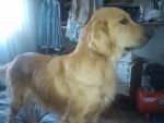 Rousie - Golden Retriever (4 ans)