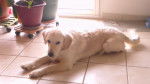 bianca - Golden Retriever (1 an)