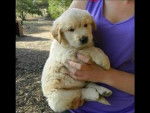 Lucy 2009 - Golden Retriever (5 mois)