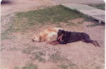 Lucky and midnight - Golden Retriever (Autre)