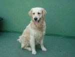 Tara - Golden Retriever (5 ans)