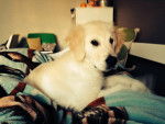 Roxy - Golden Retriever (7 mois)
