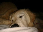 Roxy - Golden Retriever (8 mois)