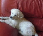 Dinky - Golden Retriever Mâle (2 mois)
