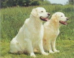 Lucky et Lilou - Golden Retriever (1 an)