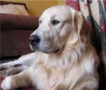 Wallie - Golden Retriever Mâle (5 ans)