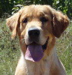 Impact Royal Du Plateau des Abeilles dit Sun - Golden Retriever Mâle (1 an)