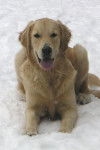 Chester - Golden Retriever Mâle (1 an)