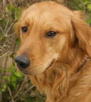 Lalie - Golden Retriever (3 ans)