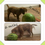 Bella growing up - Golden Retriever (6 mois)