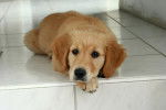 Lucky - Golden Retriever Mâle (2 mois)