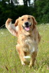 Lucky - Golden Retriever Mâle (1 an)