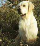 Inès - Golden Retriever (Autre)