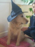 cerise(mon ancien chien qui est mort) - Golden Retriever (1 an et 1 mois)