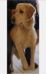 ... - Golden Retriever Mâle (Autre)