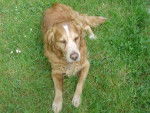 Rouky - Golden Retriever Mâle (15 ans)