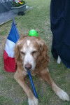 Rouky - Golden Retriever Mâle (15 ans)