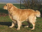 Athos - Golden Retriever Mâle (3 ans)
