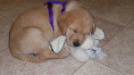 Kastie - Golden Retriever (7 mois)