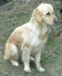 Golden Retriever - Golden Retriever