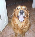 roll's - Golden Retriever Mâle (10 ans)